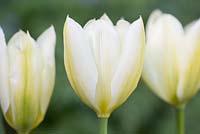 Tulipa 'Purissima' syn. 'White Emperor'