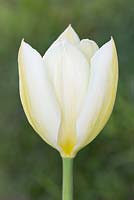 Tulip 'Purissima' syn. 'White Emperor'