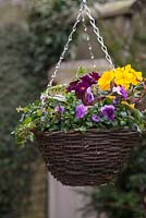 Freshly planted wicker hanging basket featuring Bird's Foot Ivy, Polystichum setiferum, Primula and Viola 'Orchid Rose Beacon' Sorbet series