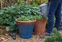 Watering freshly planted containers featuring Tulip 'Ballerina', Chionodoxa luciliae, Crocus 'Ruby Giant' and Myosotis