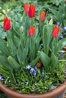 Tulip 'Ballerina', Chionodoxa luciliae and Myosotis in bloom