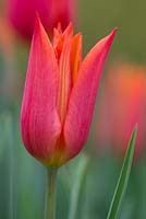 Tulip 'Ballerina' in bloom