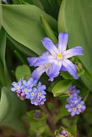 Combination detail of Chionodoxa luciliae and Myosotis in bloom