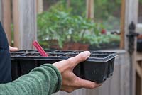 Carrying tray of freshly sown Nasturtium 'Mahogany' seeds into a greenhouse