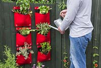 Man watering vertical hanging planters containing Thyme 'Lemon Variegated', Oregano, Basil Mint, Thyme 'Silver Posie' and Sage 'Garden Grey'