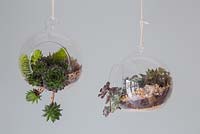 Circular Terrariums planted up with a variety of Succulents, hanging in an interior setting