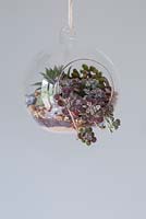 Circular Terrarium planted up with a variety of Succulents, hanging in an interior setting