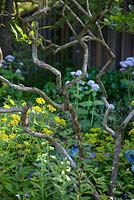 The M and G Garden - View of some twisted branches in the woodland inspired garden. RHS Chelsea Flower Show, 2016 Designer: Cleve West MSGD, Sponsor: M and G 