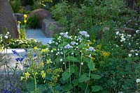The M and G Garden. Woodland-edge planting inspired by the Exmoor National Park with large boulders and planting including Valeriana pyrenaica, Aquilegia chrysantha and Taenidia integerrima. RHS Chelsea Flower Show, 2016 Designer: Cleve West MSGD, Sponsor: M and G 
