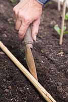 Using a garden cane guide and trowel to create a shallow trench before sowing Mesclun 'Sweet Salad Mix'. 
