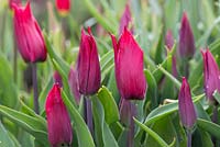 Tulipa 'Lasting Love'