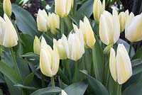 Tulipa 'Purissima' syn. White Emperor