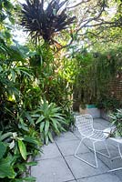 Inner city Sydney courtyard shows chair set amongst a garden featuring a large Alcantarea, with grey green strappy foliage, assorted bromeliads, rhipsalis and various sub-tropical plants