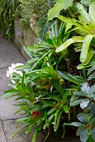 Neoregelia, bromeliads with green leaves and bright red centres growing over a raised garden bed wall.
