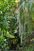 Rhipsalis and Spanish moss seen hanging in an inner city Sydney courtyard garden, amongst bromeliads and other green foliage plants.