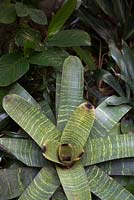 Bromeliad Vriesea hieroglyphica, with yellow foliage with green markings and purple tips in sub-tropical Sydney garden