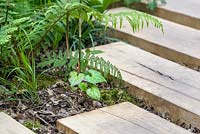 A pathway made from oak slabs and Beesia calthifolia in The Garden of Potential. The RHS Chelsea Flower Show 2016 - Designer: Propagating Dan - Sponsor: GreenWood Forest Park - SILVER-GILT