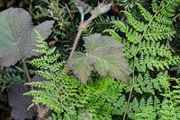 Araiostegia parvipinnata - Hare's Foot Fern from Taiwan and Rubus alnifolius in The Garden of Potential. The RHS Chelsea Flower Show 2016 - Designer: Propagating Dan - Sponsor: GreenWood Forest Park - SILVER-GILT