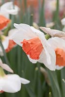 Narcissus 'Cool Flame'