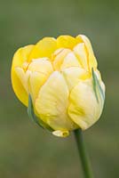Tulipa 'Akebono'