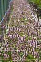 Ptilotus exaltatus 'Joey' Mulla Mulla, with white hairy flowers with pink tips growing in a poly tunnel with rows of plastic twine keeping flowers upright