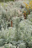 Actinotus helianthi, Flannel flowers, growing at a wildflower farm