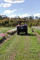 Harvested Rhodanthe manglesii Mangles everlasting daisies on the back of a truck destined for the Sydney flower markets