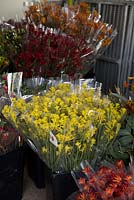 Several varieties of Anigozanthos, Kangaroo Paw, bunched up and ready for the Sydney Flower Markets