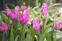 Tulipa 'Attila'