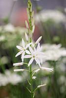Camassia leichtlinii subsp. suksdorfii 'Alba', a creamy white star-shaped flowers forming a loose pyramid. Avon Bulbs