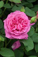 Rosa 'Sandringhaml', new for 2016, Modern Shrub Rose. Peter Beales Roses