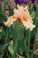 Iris 'Rose de la Vallee', Cayeaux Iris