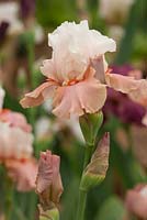 Iris 'Super Magnolia'. Cayeaux Iris