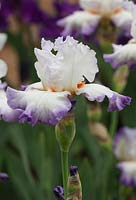 Iris 'Elegant', Cayeaux Iris