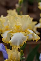 Iris 'Eastertime', Cayeaux Iris