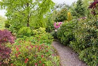 A path winds through a wrought iron archway while Rhdoddendrons and Azaleas bloom in the bordering shrubberies, at Mount Pleasant Gardens, Kelsall, Cheshire - photographed in early June