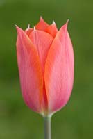 Tulipa 'Temple of Beauty'