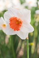 Narcissus 'Cool Flame'
