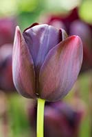 Tulipa 'Cafe Noir'