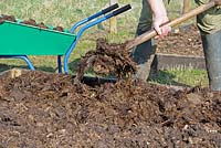 Gardener applying well rotted farmyard manure to raised beds, Norfolk, UK, March
