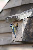 Blue tit - Parus caeruleus adult feeding youngster in nestbox, nestbox placed on garden shed