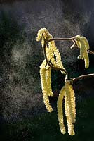 Corylus contorta - Corkscrew Hazel, backlit shot of catkins ejecting pollen, Norfolk, Uk, March