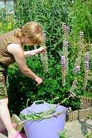 Woman gardener dead-heading lupins with secateurs and plastic trug, Uk, June