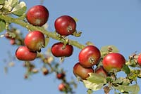 Malus 'Devon Quarrendon'. Cultivated Apples growing on M25 grafting stock, UK, September