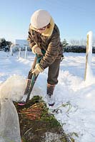 Snow covered allotment with lady gardener digging up winter root vegetables of Parsnips and carrots from under protective fleece, Norfolk, UK, December