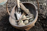Seed potatoes, 'Swift' in trug tray with trowel, line and ruler Norfolk, UK, March