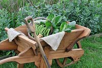 First of the summer Vegetables, First Early potatoes, 'Arran Pilot', summer cabbage, 'Hispi' and broad bean, 'Aquadulce Claudia' in rustic trug, Norfolk, UK, June