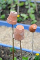 Pest control, terracotta pots used as earwig traps, UK, May