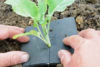 Organic pest control, placing collar made from carpet underlay on brassica plant to prevent investation of cabbage root fly, Norfolk, UK, July