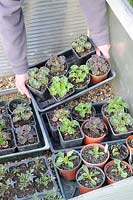 Hardening off seedlings, woman gardener placing trays of seedlings into the cold frame to harden off, UK, May
